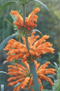 Leonotis leonorus - Wild Dagga