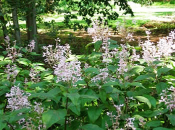 Plectranthus species