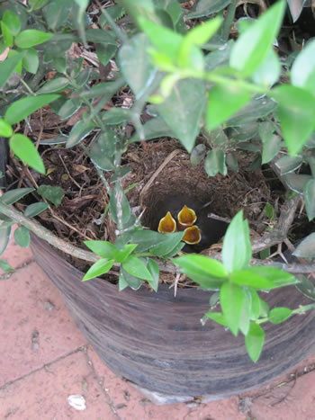 Random Harvest Indigenous Plant Nursery Muldersdrift 