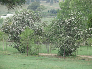 Random Harvest Indigenous Plant Nursery Muldersdrift 