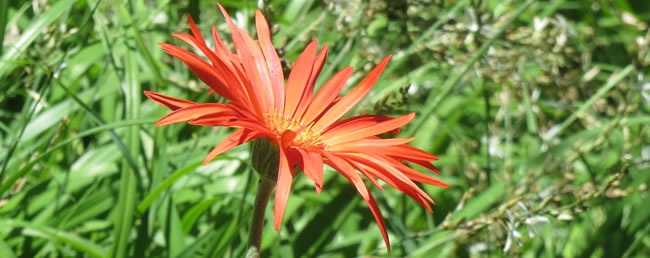 Random Harvest Indigenous Plant Nursery Muldersdrift 