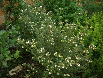 Random Harvest Indigenous Plant Nursery Muldersdrift 