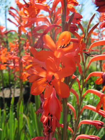 Random Harvest Indigenous Plant Nursery Muldersdrift 