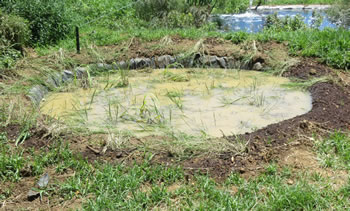 Random Harvest Indigenous Plant Nursery Muldersdrift 