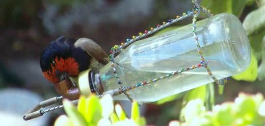 bird watching Johannesburg