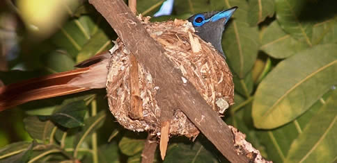 bird feeding