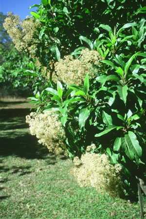 Nuxia floribunda - indigenous plant nursery