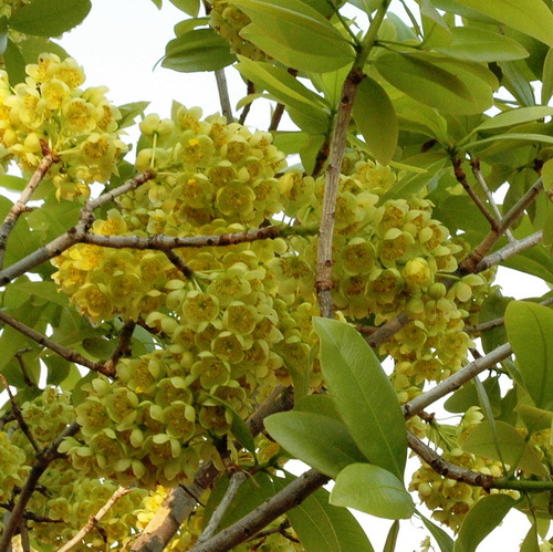 Ochna pulchra