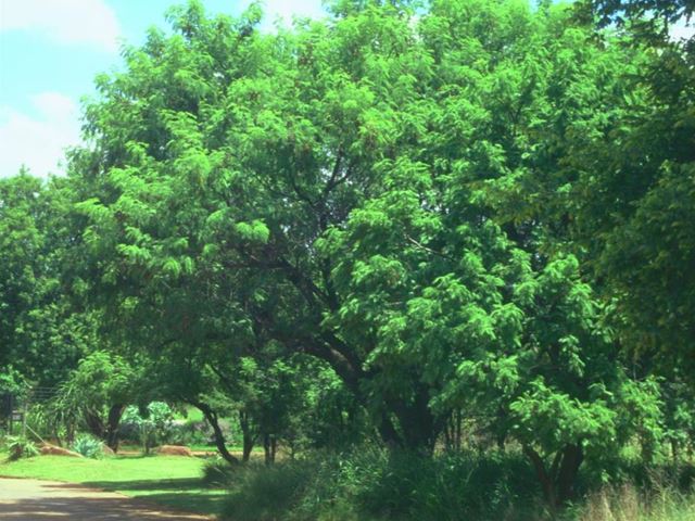 Acacia Caffra - Penanaman Tanaman Acacia Caffra