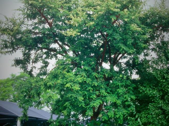 Acacia rehmanniana Sydoring Silky Thorn Mogaba Musivhisha