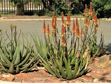 Aloe cryptopoda wickensii