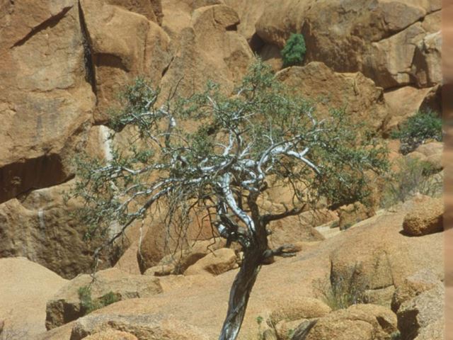 Boscia albitrunca Shepherd's Tree Witgat muthobi xukutsi