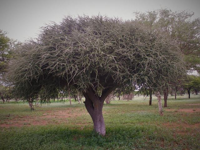 Boscia albitrunca Shepherd's Tree Witgat muthobi xukutsi