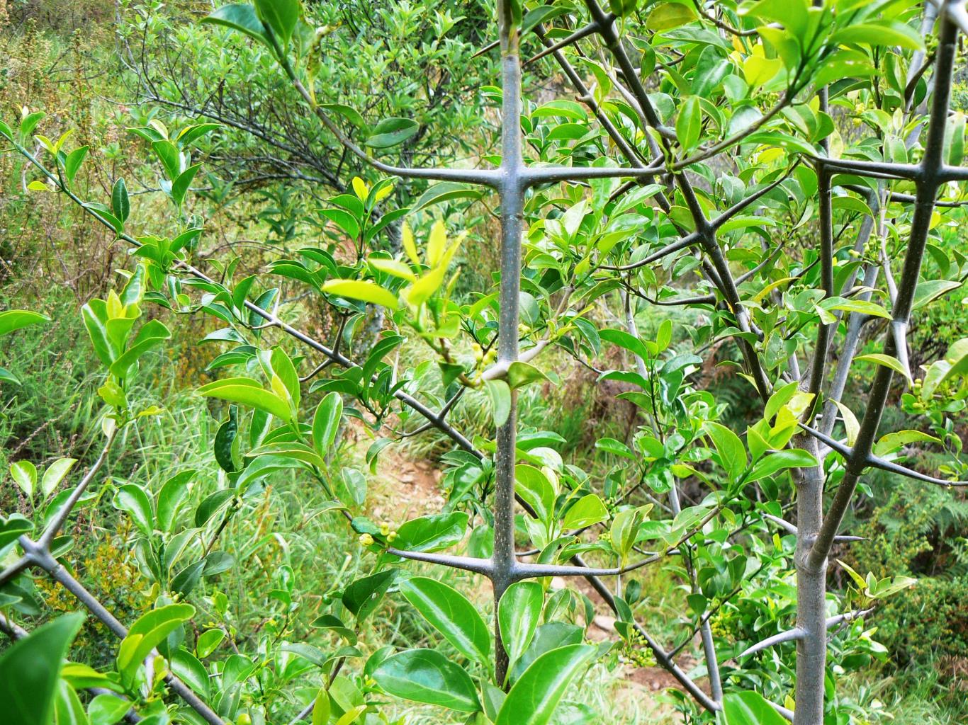 Afrocanthium inerme Turkey-berry Bosdoringklipels mmutšwa-o-sepela