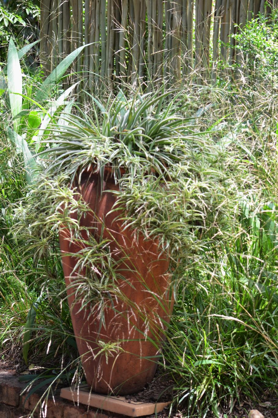 Chlorophytum comosum vitatum container plant Random Harvest Nursery