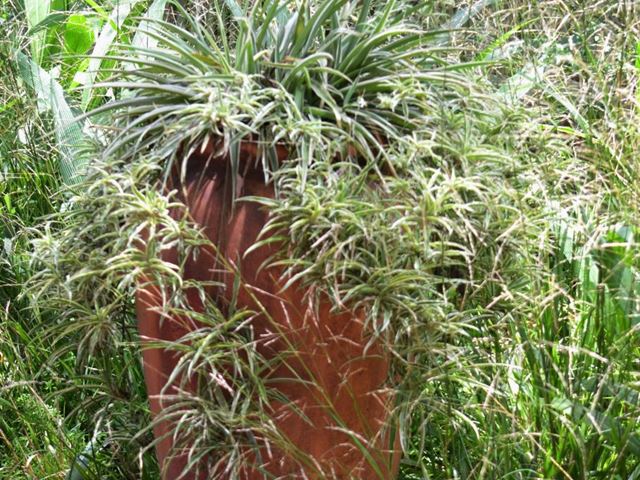 Chlorophytum comosum vitatum container plant Random Harvest Nursery
