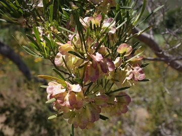 Dodonaea viscosa angustifolia