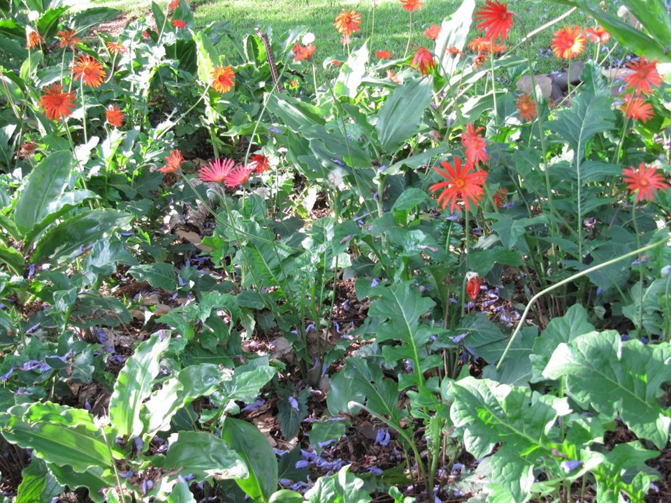 Gerbera jamesonii Barberton Daisy Barbertonse Madeliefie