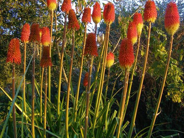 Kniphofia linearifolia Common Marsh Poker icacane, Umathunga Vuurpyl
