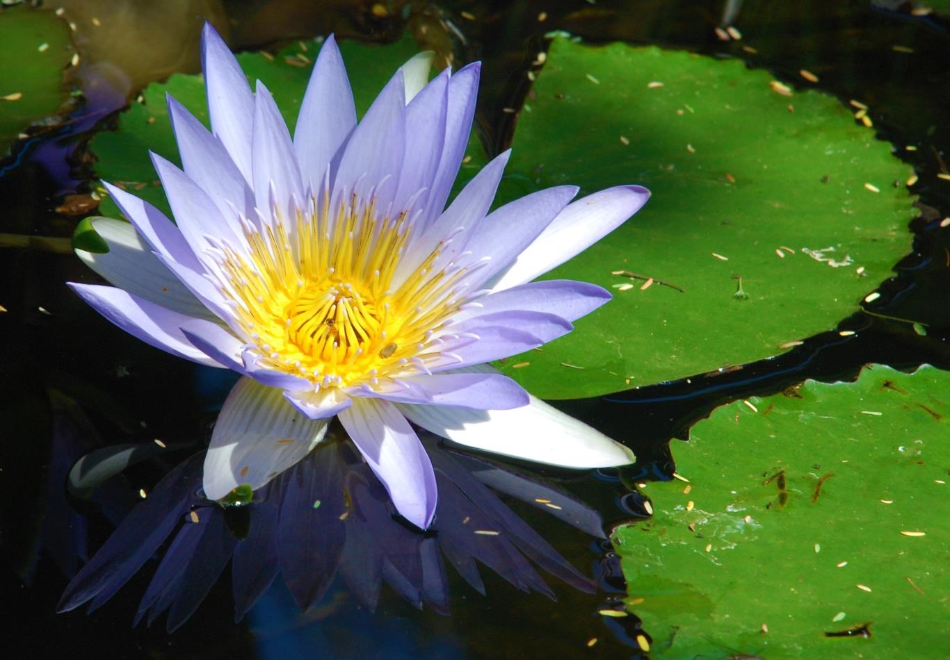Nymphaea