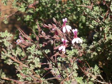 Pelargonium abrotanifolium 