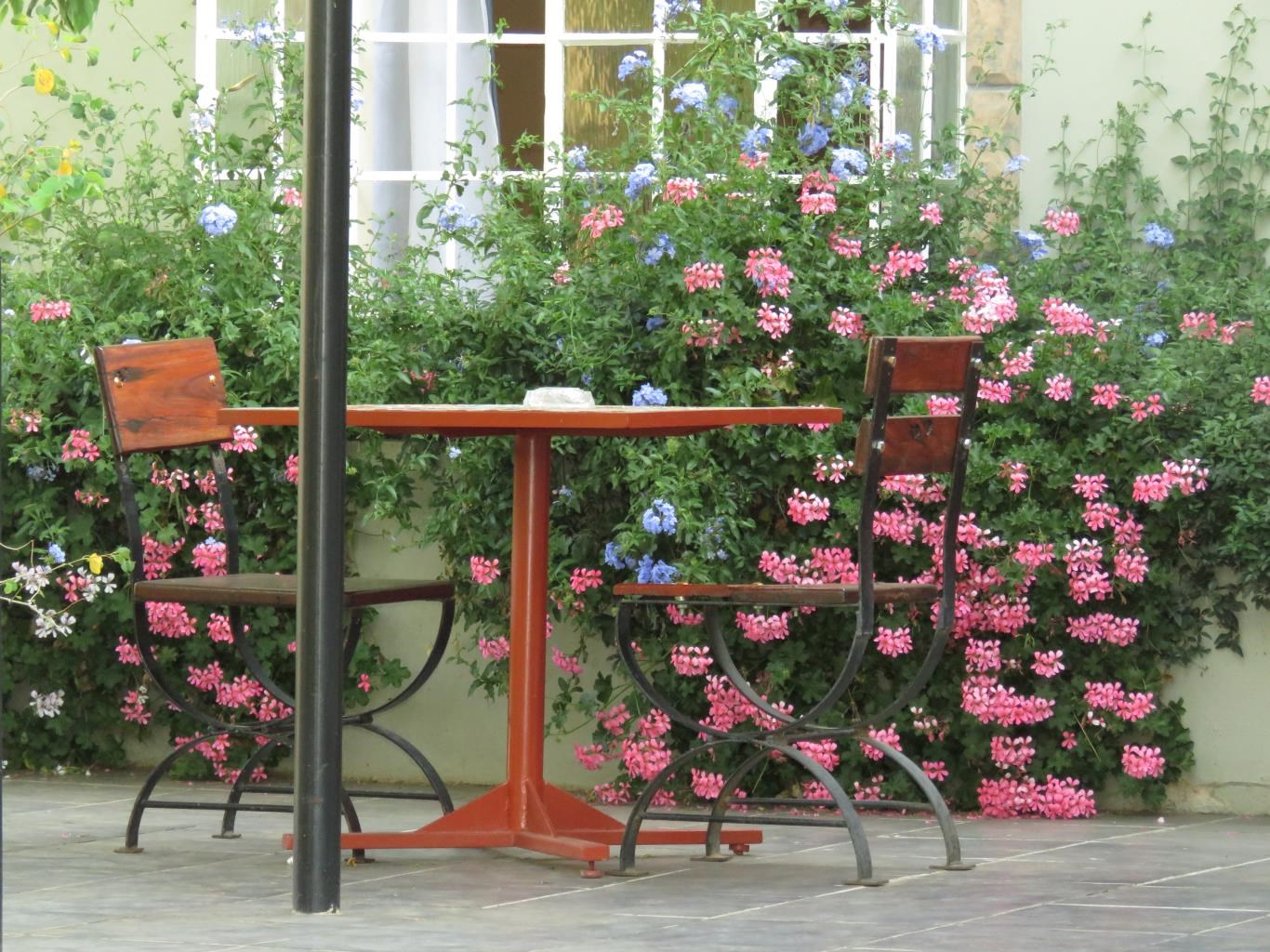 Pelargonium peltatum Sophies Choice