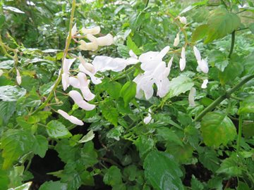 Plectranthus saccatus White