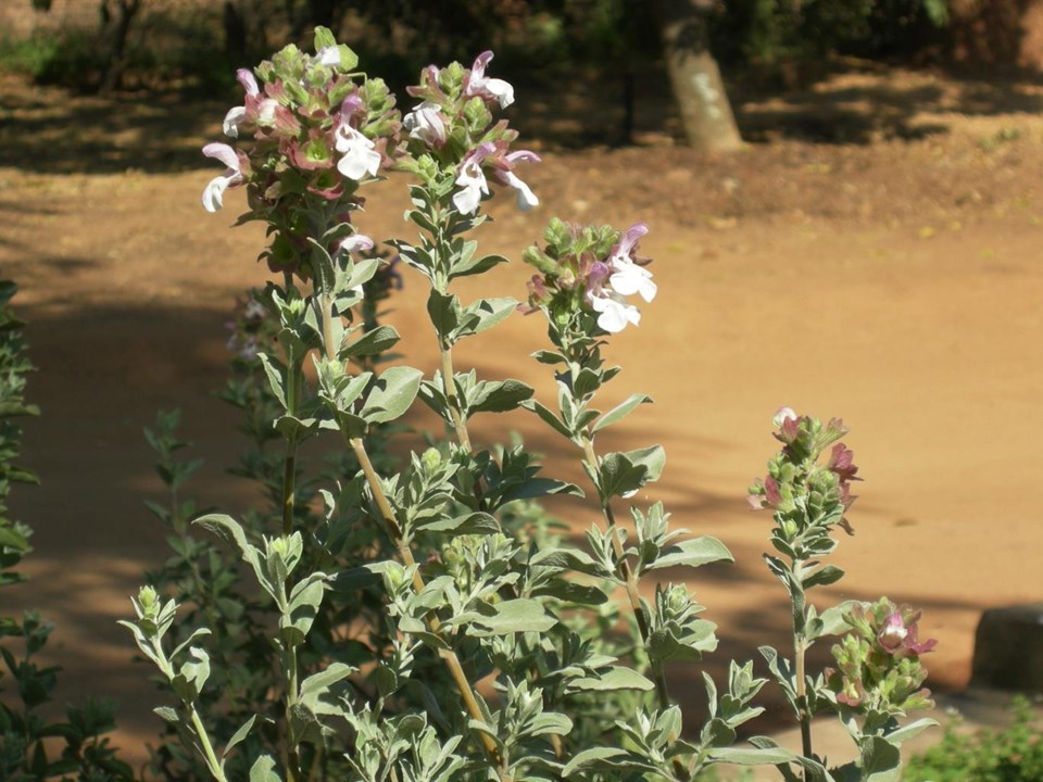 Salvia dolomitica Dolomite Sage