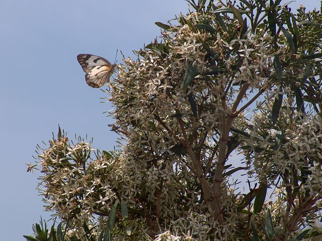 Pavetta lanceolata - indigenous trees South Africa