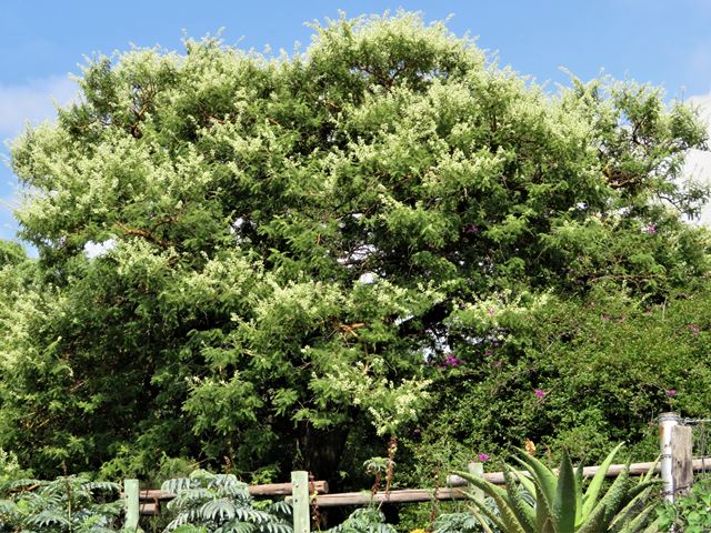 Acacia Vachellia rehmanniana Silky Thorn