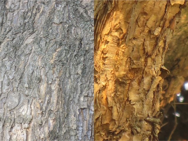 Acacia abyssinica Nyanga Fatcrown peeling bark