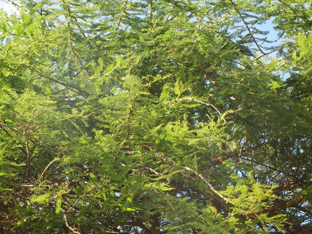 Acacia abyssinica Nyanga Flatcrown fine feathery leaves