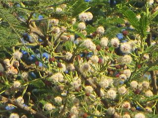 Acacia abyssinica