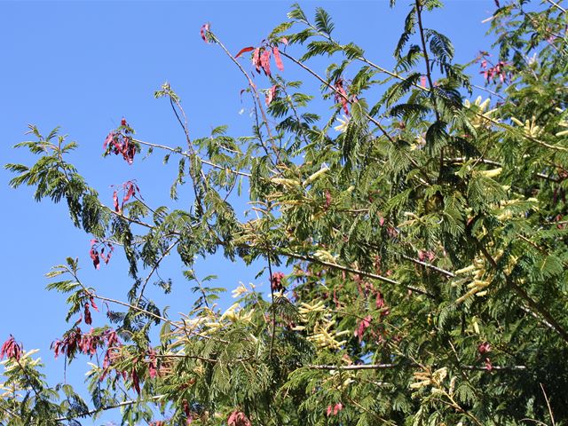 Acacia ataxacantha Flamepod Thorn pods and flowers