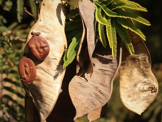Acacia brevispica dehisced pods with seeds