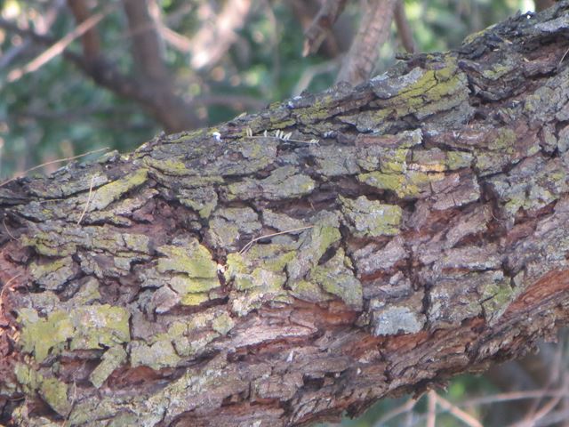Acacia caffra bark