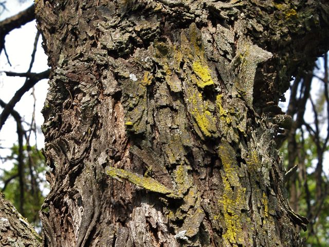 Acacia caffra flaky bark on mature tree