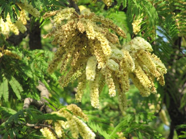 Acacia caffra flowers 2