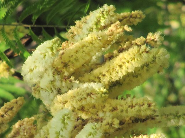 Acacia caffra flowers