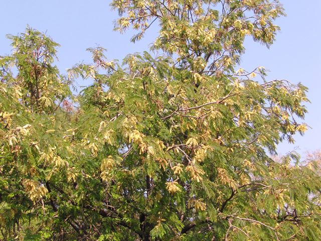 Acacia caffra tree
