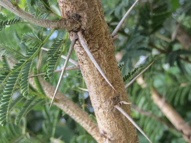 Acacia davyi bark and thorns
