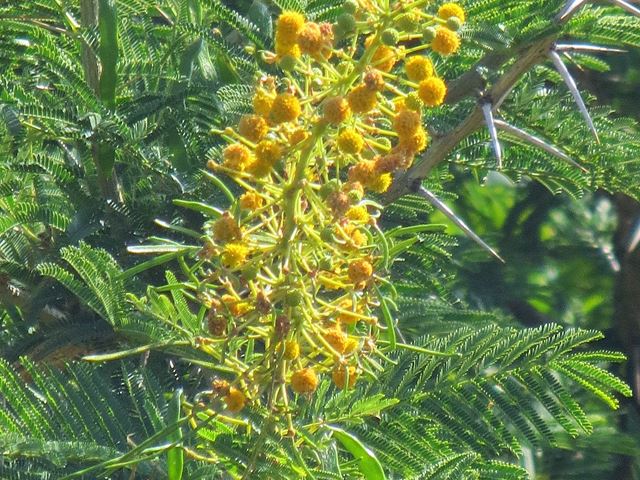 Acacia davyi flowers