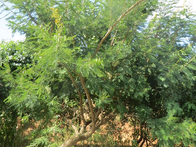 Acacia davyi tree