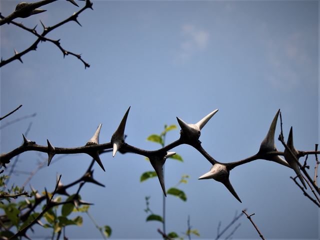 Acacia erioloba Camelthorn swollen thorns house ants