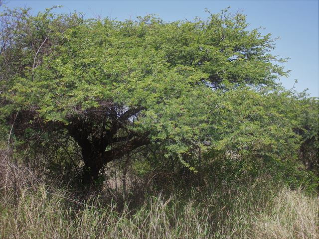 Acacia erioloba Vachellia erioloba Camel Thorn growth rate is fairly slow