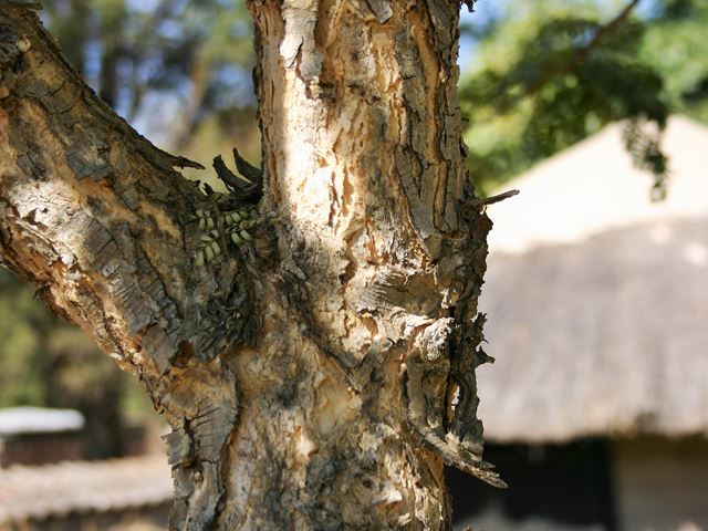 Acacia galpinii bark young