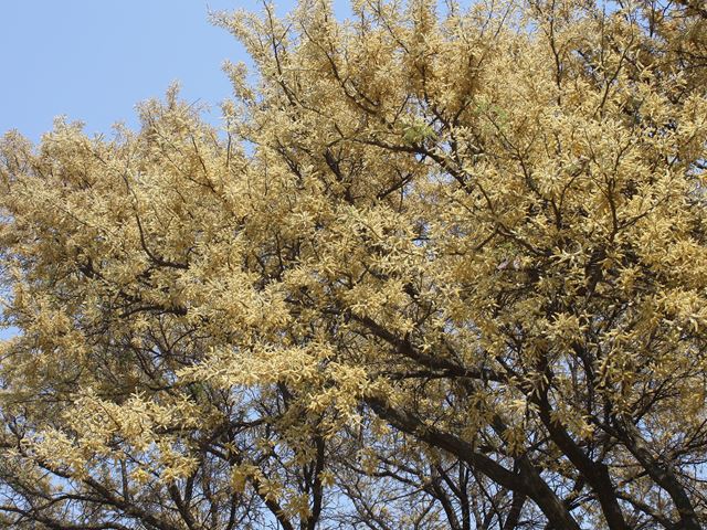 Acacia galpinii flowering street tree