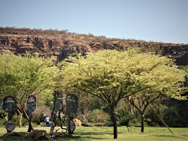 Acacia hebeclada trees in flower at Walter Sisulu Botanical Gardens