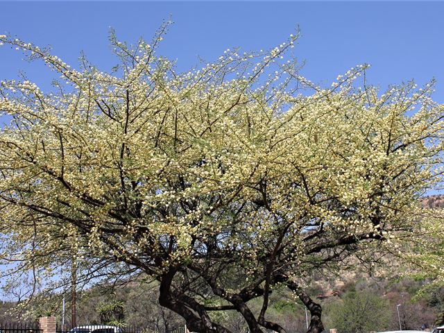 Acacia hebeclada white puffball flowers
