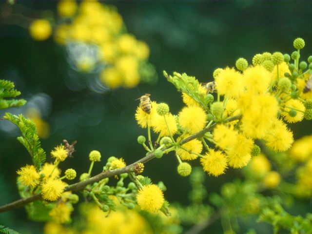 Acacia karroo flowers